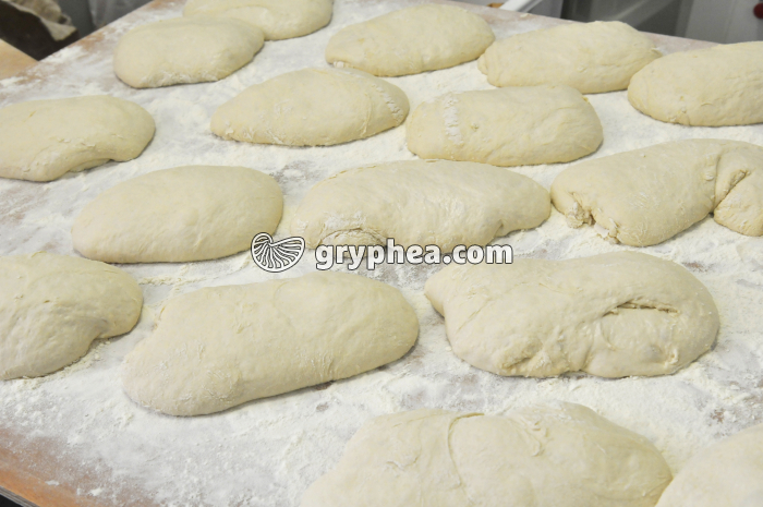 Fabrication du pain - Pâtons avant mise en forme - gryphea.org